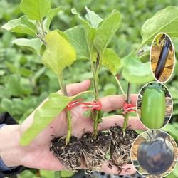 正品寿光茄子苗嫁接长茄秧特大号老品种本地带土农家四季阳台盆栽