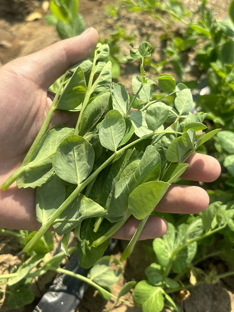 无须豌豆尖种籽子菜豌豆苗豌豆头龙须菜四季阳台盆栽蔬菜孑吃苗