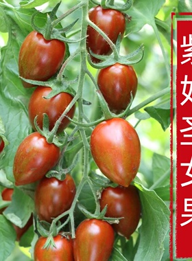 紫番茄种籽紫色樱桃西红柿苗带土秧苗圣女果种子超甜春盆栽