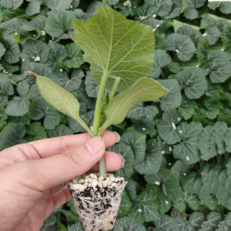 南瓜苗大全秧板栗味贝贝小惠和一号奶油巨型香芋正宗菜苗秧苗夏季