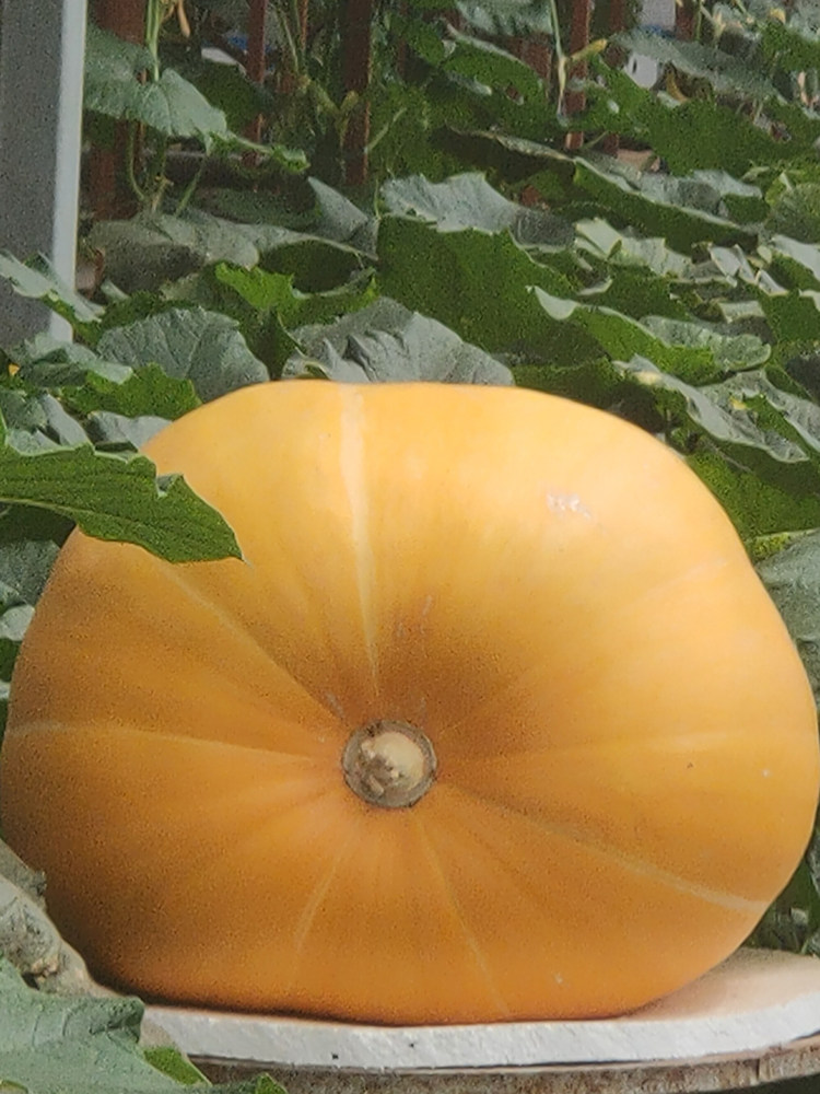 巨型南瓜种籽种孑子特大巨人超大南瓜庭院观赏食用特色蔬菜种子