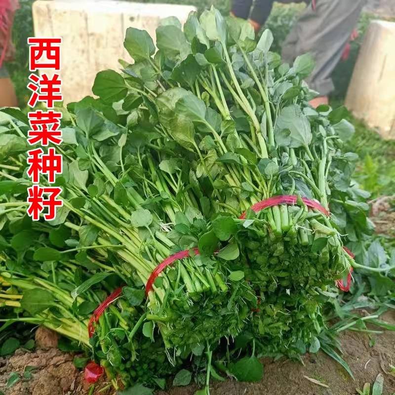 西洋菜种籽豆瓣菜种子广东水芥菜孑阳台栽青菜种儿童秋季蔬菜籽