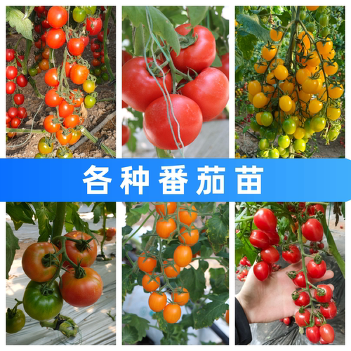 番茄种子种苗大全四季阳台圣女果