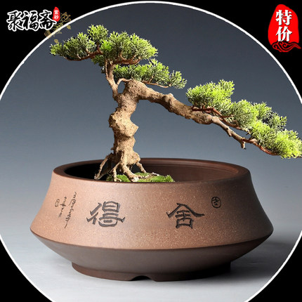 宜兴紫砂盆景盆长方形马槽假山造景盆绿植文竹菖蒲盆栽花盆清仓