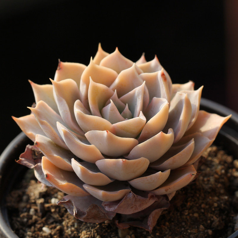 蓝石莲 Echeveria peacockii 'desmetiana'