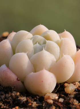 厚叶月影 Echeveria elegans 'Albicans' 一物一拍