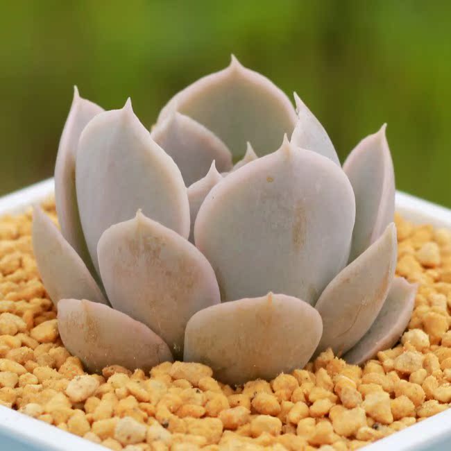圣卡洛斯 Echeveria Runyonii 'San Carlos' 皱叶粉鲁氏石莲花