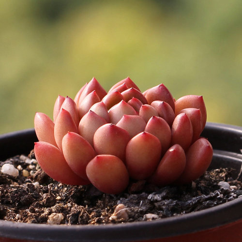 景天科多肉植物多少钱 景天科多肉植物价格 小麦优选
