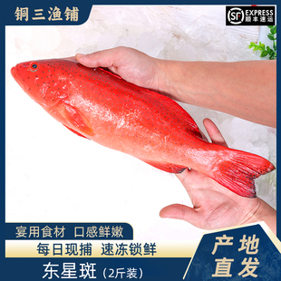 东山岛东星斑每日现捕新鲜鲜活活红石斑鱼海鲜海捕大两斤950g以上