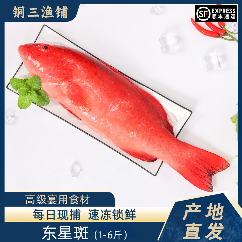 3斤装东星斑新鲜活冻1400g到1600g装/只海鲜水产刺身特大深海斑鱼