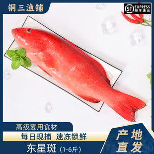 3斤装 只海鲜水产刺身特大深海斑鱼 东星斑新鲜活冻1400g到1600g装