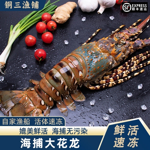 特大澳洲花龙虾10斤冷冻超大花龙虾青龙虾海虾小青龙水产深水大虾