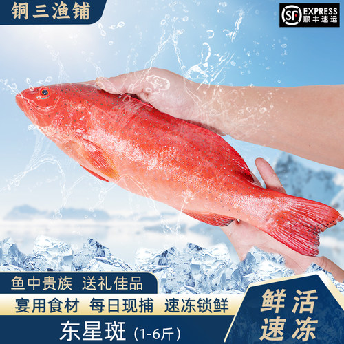 东山岛每日现捕东星斑新鲜活红石