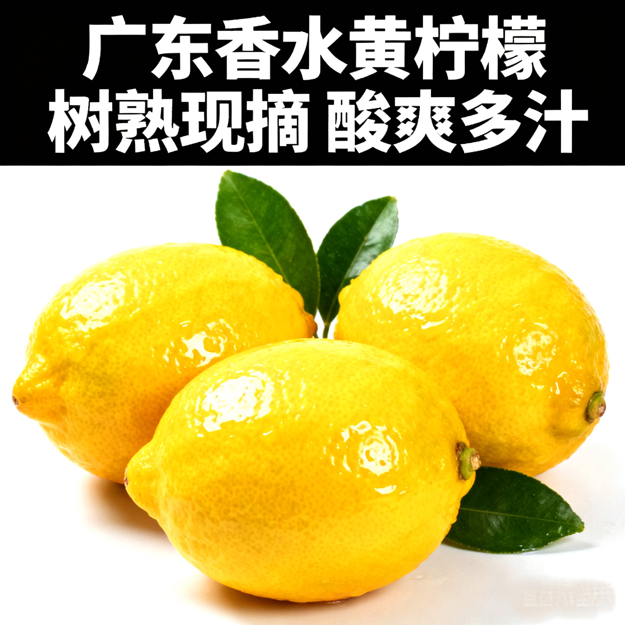 广东香水黄柠檬树熟多汁香味浓 新鲜现发非安岳黄柠檬奶茶店专用