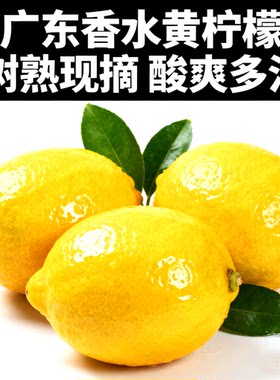 广东香水柠檬黄柠檬树熟多汁香味浓现发 非安岳黄柠檬奶茶店专用