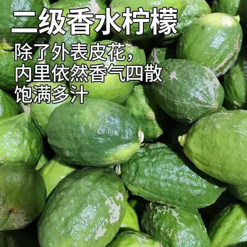 省成本广东香水柠檬次一级果 瑕疵果肉不坏 奶茶店茶饮店专用现摘