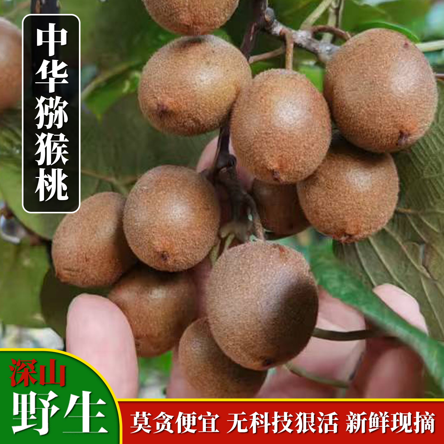 猕猴桃纯野生现摘5斤孕妇水果