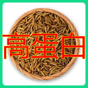 黑水虻干营养高于面包虫黄粉虫干干芦丁鸡鸟鱼仓鼠粮食蛋白蛋白虫
