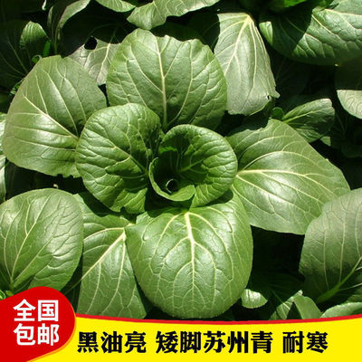 苏州青种子油菜种籽四季黑叶小青菜籽种冬季蔬菜孑菜籽南方上海青