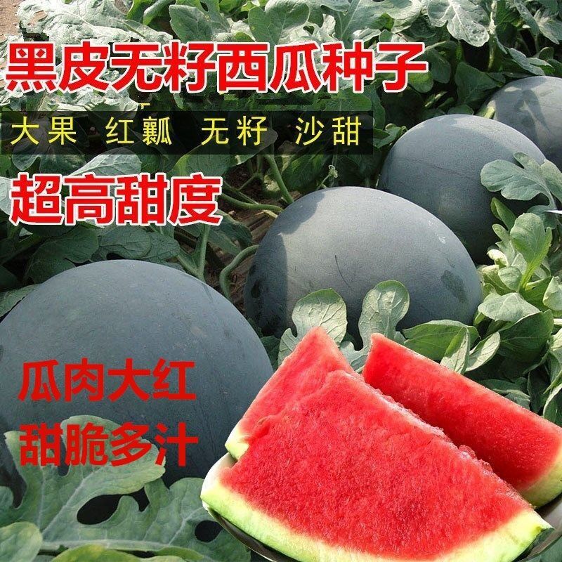 高产黑皮无籽西瓜种子巨型懒汉西瓜种子甜早熟薄皮四季播水果种子