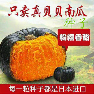 迷你小绿贝贝南瓜种子高产日本进口板栗香甜四季蔬菜苗春秋种籽孑