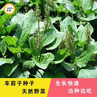车前草种籽车前子种子蛤蟆叶清热利尿春秋四季阳台盆栽草药材种孑