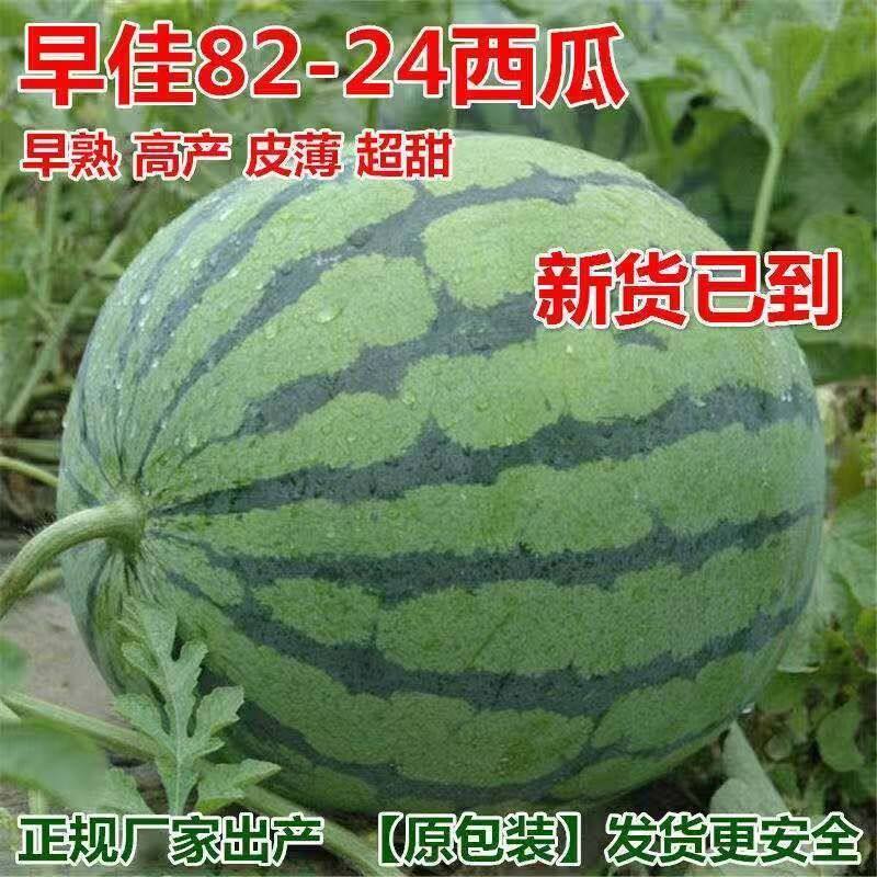 早熟8424麒麟西瓜种孑籽南方四季高产特大果懒汉超甜薄皮西瓜种子