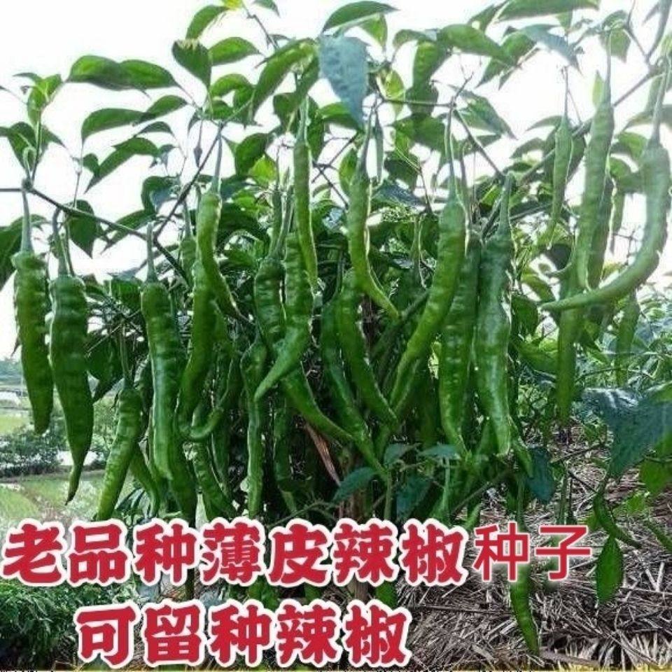 高产辣椒种子高产耐寒不开花