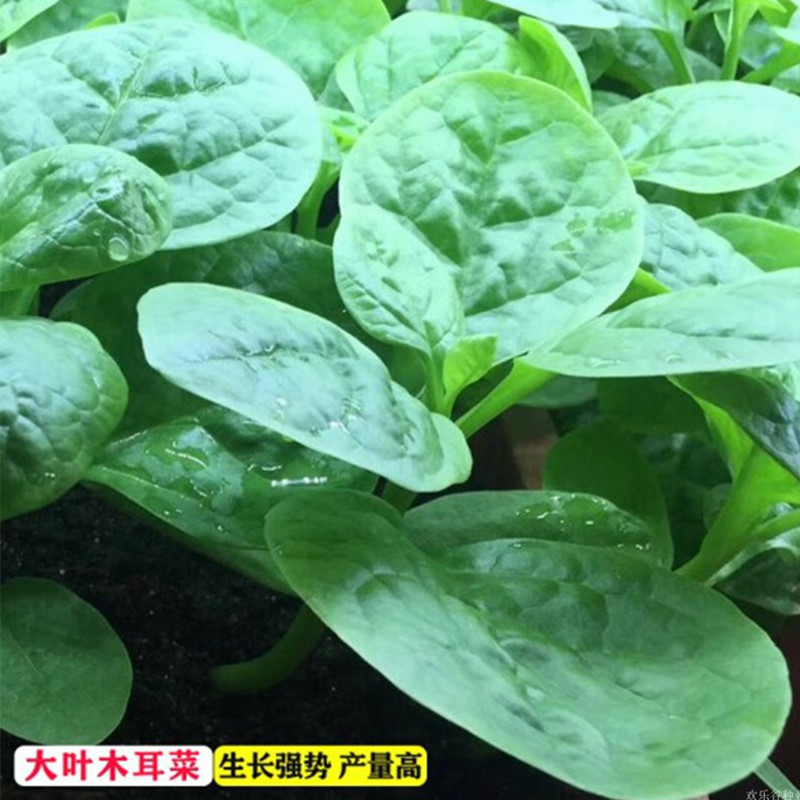 四季阳台盆栽小青菜耐高温图片