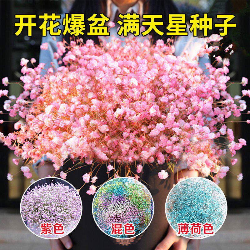盆栽垂吊阳台开花不断满天星种子