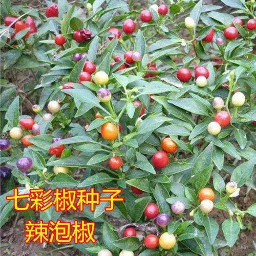 广西七彩泡椒种子 五彩椒灯笼椒下饭菜酸脆辣椒珍珠椒