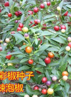 广西七彩泡椒种子 五彩椒灯笼椒下饭菜酸脆辣椒珍珠椒