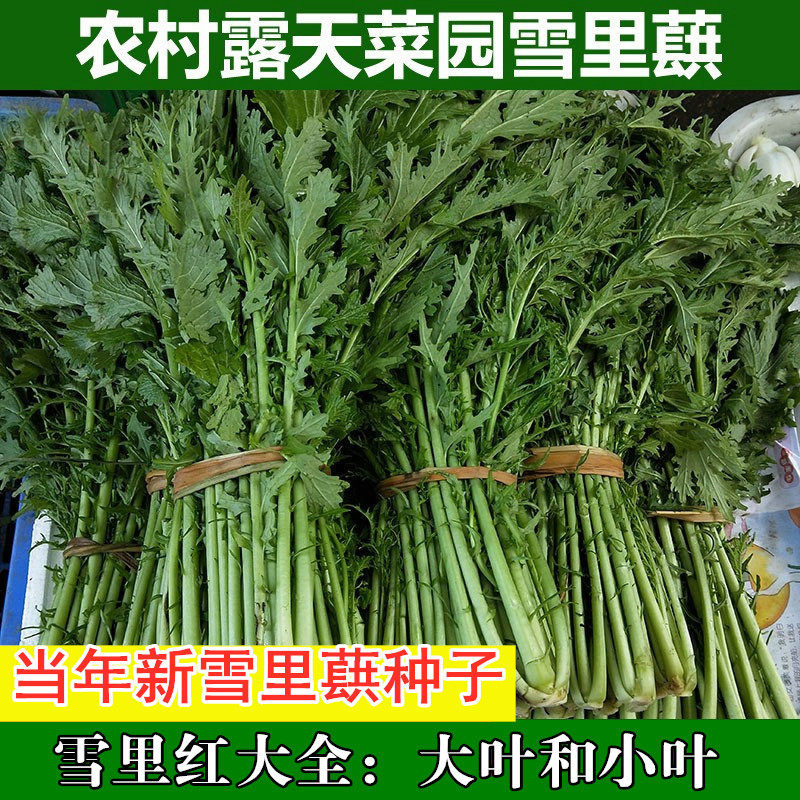 雪里蕻种子小叶雪里红雪菜金丝芥菜咸菜四季青菜蔬菜籽种孑菜籽