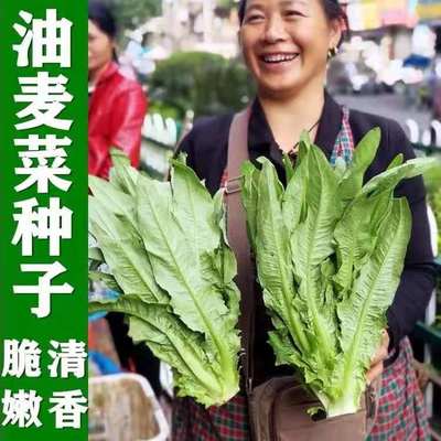 阳台盆栽冬季油麦菜种子