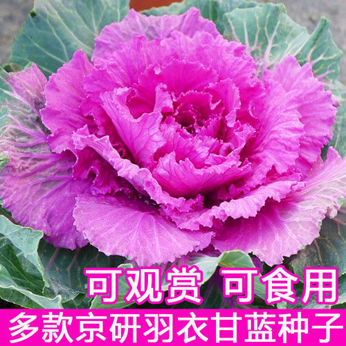 羽衣甘蓝种子种籽苗多年耐寒食用观赏紫色蔬菜苗阳台四季盆栽花卉
