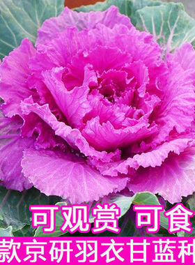 羽衣甘蓝种子种籽苗多年耐寒食用观赏紫色蔬菜苗阳台四季盆栽花卉