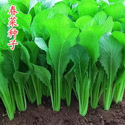 四季甜春菜种子小白菜青菜种籽四季播香芥菜耐寒阳台盆栽蔬菜孑