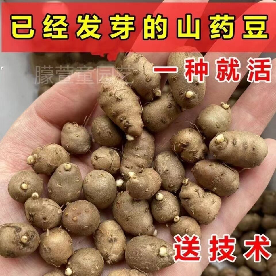 正宗铁棍山药种子农家自产蔬菜种子爬藤淮怀山药苗豆种植淮山种籽