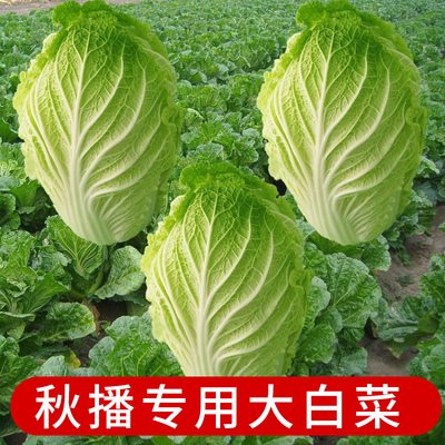 蔬菜山东四季夏阳鸡蛋黄大白菜