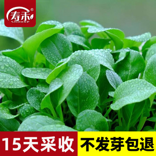 鸡毛菜种子种籽四季 小白菜青菜油菜上海青蔬菜菜籽菜种孑大全籽种