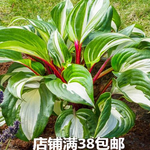 已发芽长叶 玉簪 新品链接1 多年生 宿根耐阴观叶植物 10cm盆栽苗