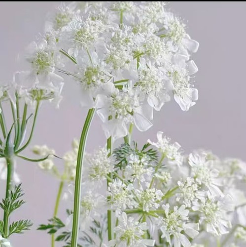 白花蕾丝白飞香  红花蕾丝黛拉切花耐寒春天爆花好养盆栽苗穴盘苗