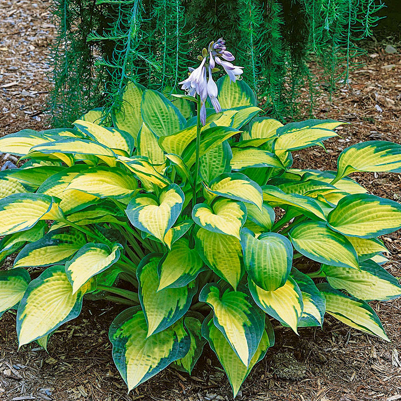 玉簪新品3 分株苗 多年生宿根耐阴植物 冬季枯叶休眠 10cm盆栽苗