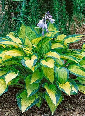 已经枯叶休眠 玉簪新品3 分株苗 多年生宿根耐阴植物  10cm盆栽苗