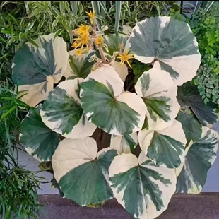 大吴风草 浮云锦 萤火虫 洒金狮子头 多年生耐阴花境植物 盆栽苗