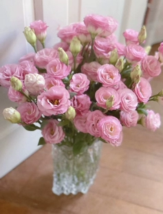 常开桔梗切花苗 重瓣洋桔梗花苗 多年生室内外四季 7cm盆栽苗