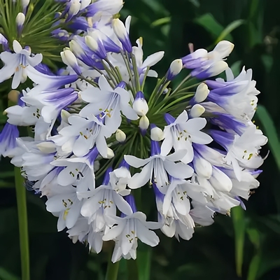 小旋风百子莲  多年生耐热耐寒宿根植物易养护花园阳台庭院盆栽苗