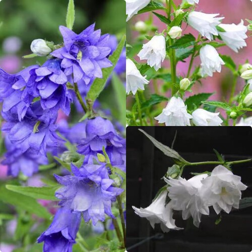 【盆栽苗】风铃草合集 虞姬 紫斑风铃草  多年生宿根庭院阳台