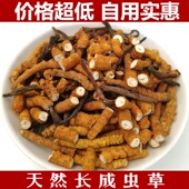 2025低价处理野冬虫夏草虫草青海西藏断冬虫草处理打粉自用礼盒