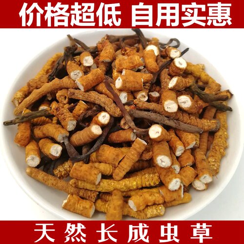 虫草冬虫夏草自用打粉
